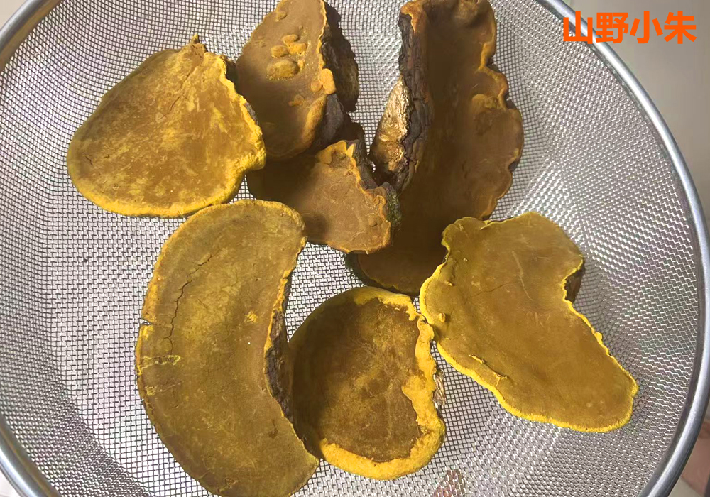 桑樹桑黃圖片