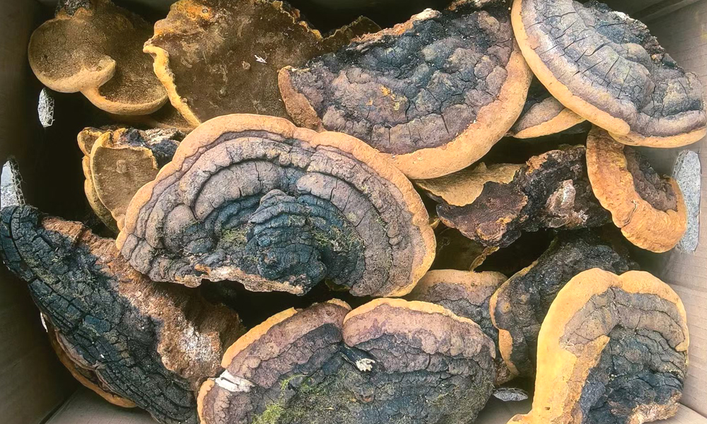 大楊樹桑黃圖片1