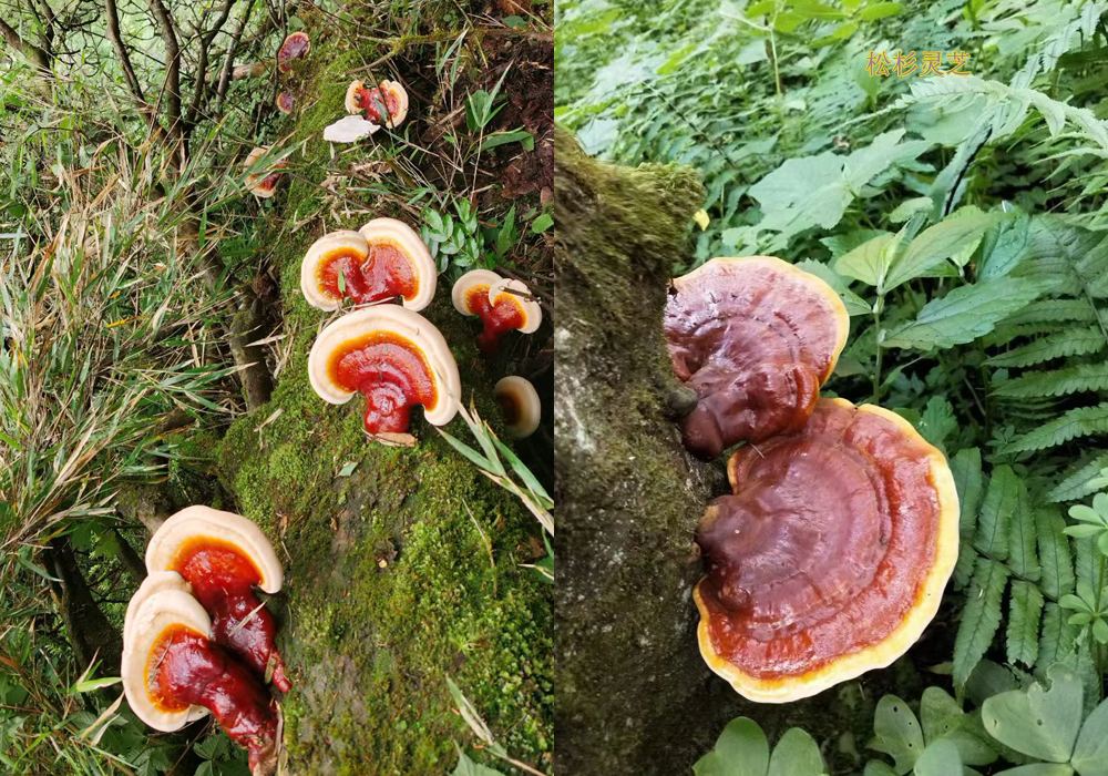 野生松杉靈芝圖片