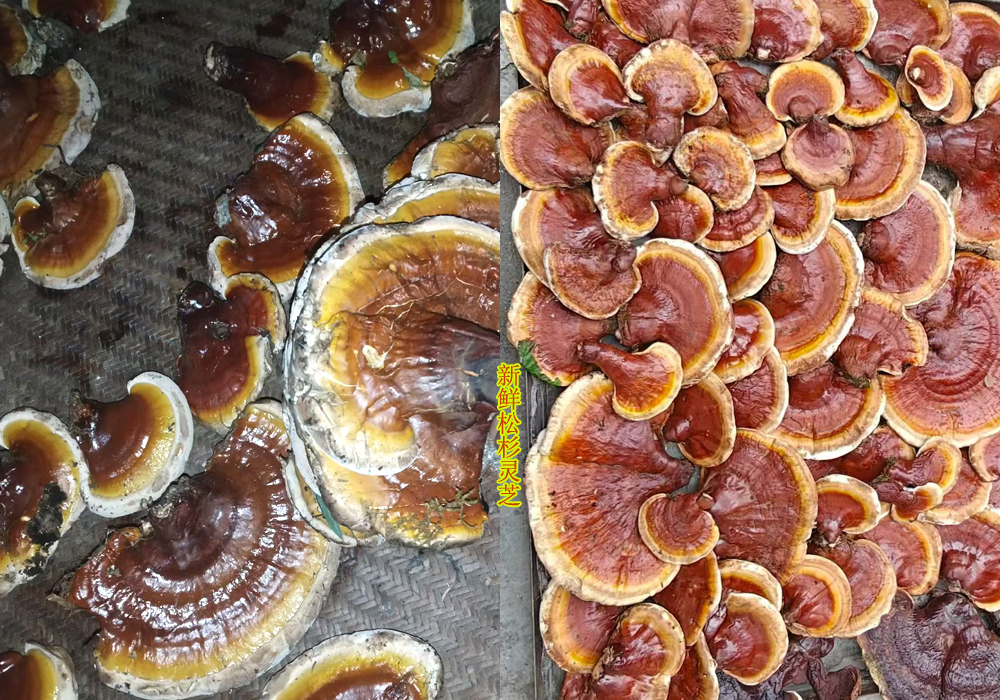 新鮮松杉靈芝圖片
