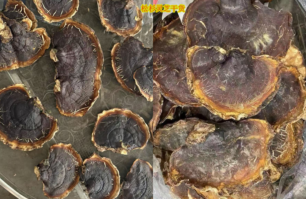 松杉靈芝圖片