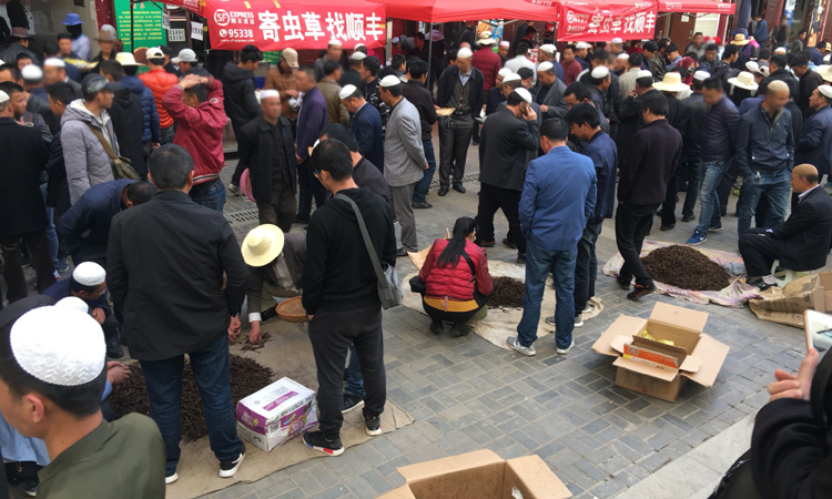 青海玖鷹蟲(chóng)草市場(chǎng)圖片