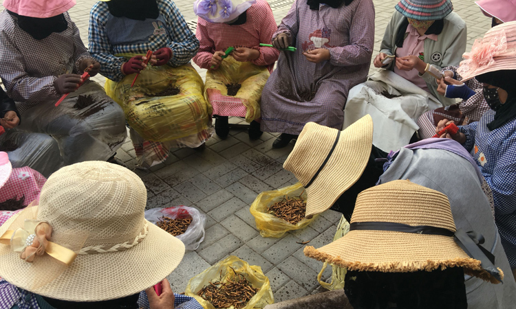 青海蟲(chóng)草市場(chǎng)清理新鮮蟲(chóng)草圖片