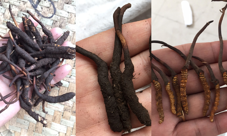 松潘蟲草圖片