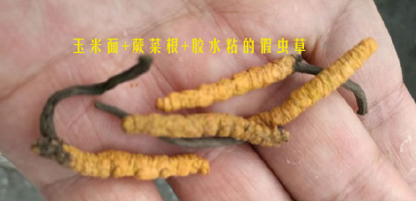 面粉做的假蟲(chóng)草圖片