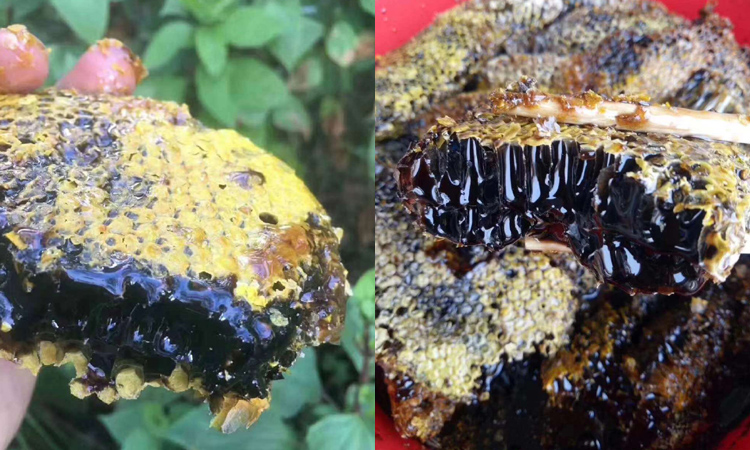 野生黑蜜圖片