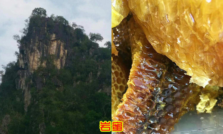 野生巖蜜圖片