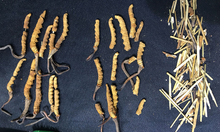 冬蟲夏草斷草拔掉竹簽后的圖片