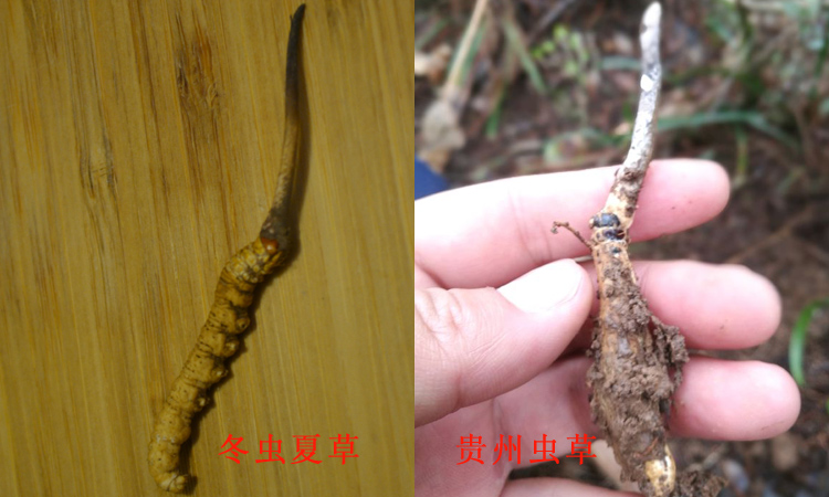 冬蟲夏草和貴州亞香棒蟲草對比圖片