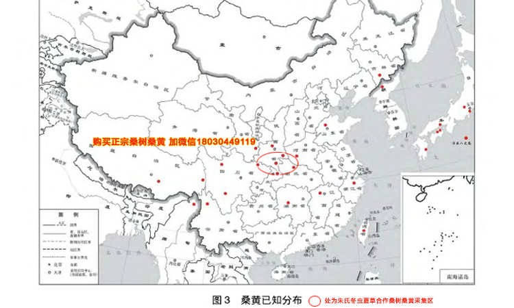 野生桑樹(shù)桑黃分布地圖