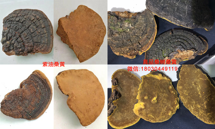 紫油桑黃和桑樹(shù)桑黃對(duì)比圖片