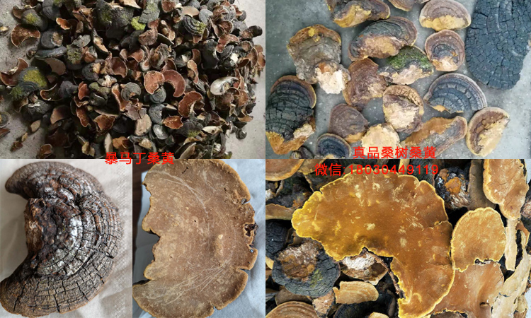 暴馬丁桑黃和桑樹(shù)桑黃對(duì)比圖片