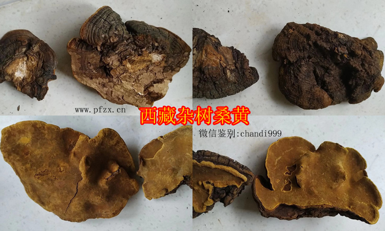 西藏雜樹桑黃圖片